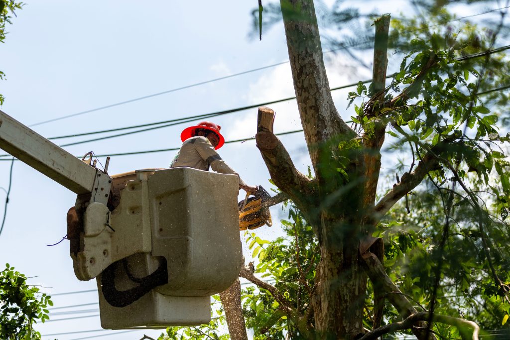 A professional in a bucket truck trims a tree by electric lines near a West Seattle property.