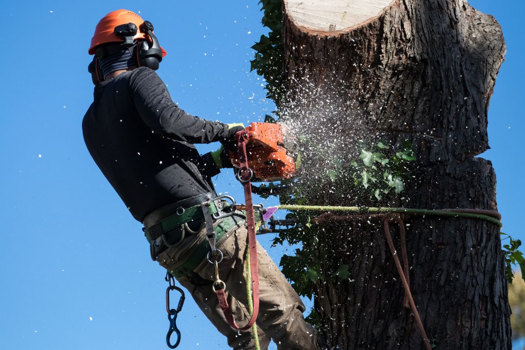An expert tree removal technician uses a harness safety system while cutting the trunk of a  tree.