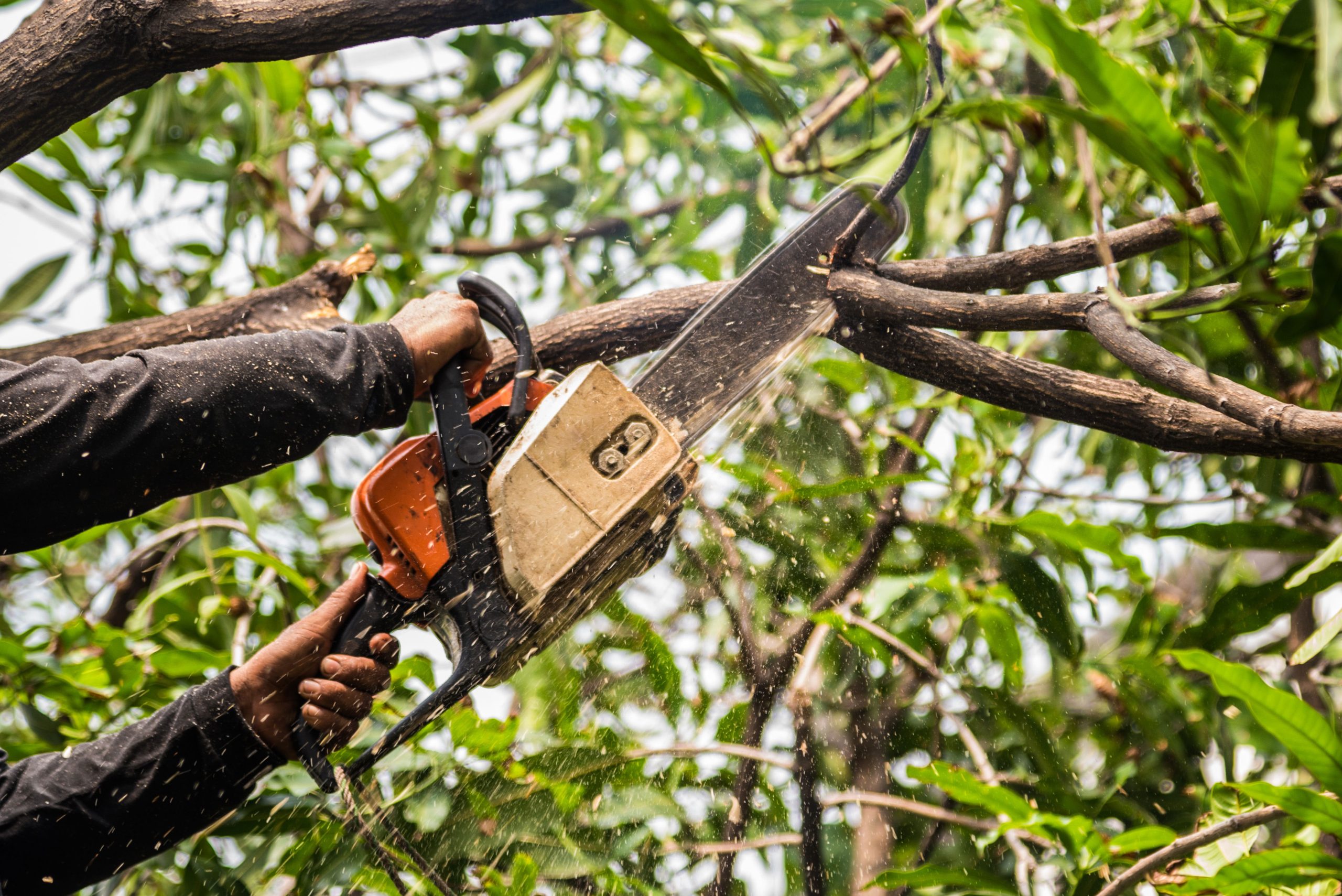 A trained tree removal tecnician trims limbs off a tree on a {city} property.