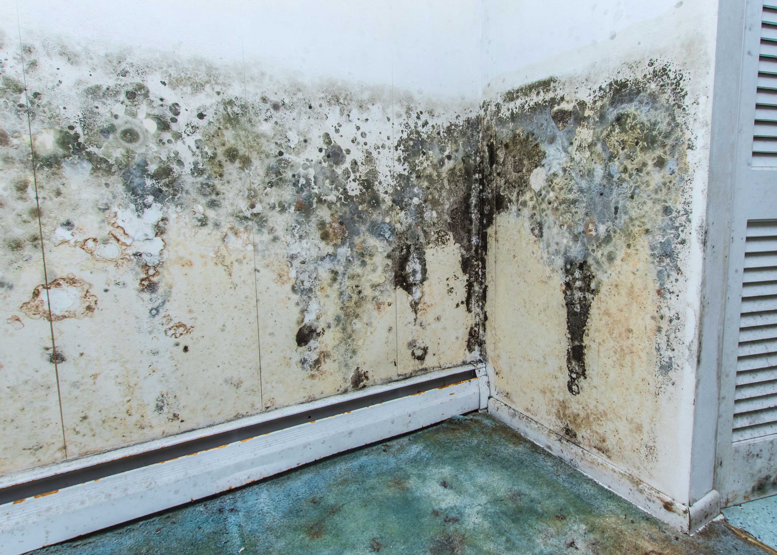water damage mold removal